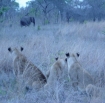 On Safari, Africa